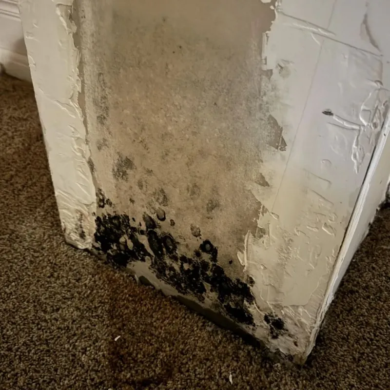 Professional Mold Removal in Farmington, AR
